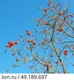 in south africa close up of erythrina lysistemon flower plant and clear sky. Стоковое фото, агентство Ingram Publishing / Фотобанк Лори