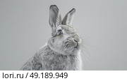 A gray rabbit with twitching nose and upright ears gazes up at the sky, curious about its surroundings. Стоковое AI-изображение, AI-художник Данила Большаков / Фотобанк Лори