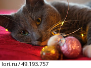 Kitten Sniffs and Chews a Garland on Red Knitted Blanket. Gift Box, Christmas Lights and Shiny Decoration Background. Gray Cat is Playing, Preparing to Celebration Xmas. Cute Pet. Funny Animals. Humor. Стоковое фото, фотограф Марина Демидюк / Фотобанк Лори