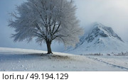 A lone tree stands in a snowy landscape, with a mist-shrouded mountain in the background. Strong stormy wind movies clouds of frozen fog. Стоковое AI-видео, аниматор Sergey Grishin / Фотобанк Лори