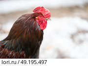 An important black rooster with a red beard and a crest in profile. Стоковое фото, фотограф Лазаренко Светлана / Фотобанк Лори
