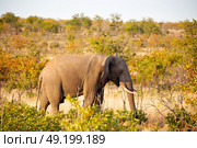 blur in south africa   kruger  wildlife  nature  reserve and  wild elephant. Стоковое фото, агентство Ingram Publishing / Фотобанк Лори