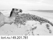 in oman empty quarter of desert a free dromedary near the  sea. Стоковое фото, агентство Ingram Publishing / Фотобанк Лори