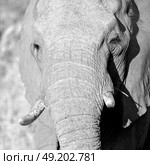 blur in south africa   kruger  wildlife  nature  reserve and  wild elephant. Стоковое фото, агентство Ingram Publishing / Фотобанк Лори