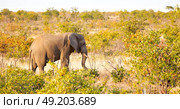 blur in south africa   kruger  wildlife  nature  reserve and  wild elephant. Стоковое фото, агентство Ingram Publishing / Фотобанк Лори