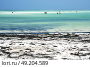 people and seaweed in the  blue lagoon relax  of zanzibar africa. Стоковое фото, агентство Ingram Publishing / Фотобанк Лори