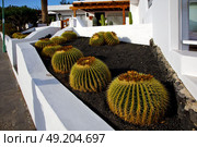 cactus bush  rock stone sky in arrecife lanzarote spain. Стоковое фото, агентство Ingram Publishing / Фотобанк Лори