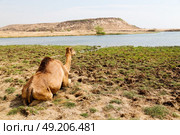 in oman empty quarter of desert a free dromedary    near the  sea. Стоковое фото, агентство Ingram Publishing / Фотобанк Лори