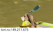 Beautiful demoiselle (Calopteryx virgo) is a European damselfly belonging to the family Calopterygidae. It is often found along fast-flowing waters where it is most at home. Стоковое видео, видеограф Андрей Армягов / Фотобанк Лори