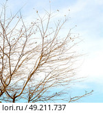 branches of willow weeping in the sky background. Стоковое фото, агентство Ingram Publishing / Фотобанк Лори