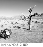 chair in iran blur old dead tree in the empty desert of persia lamp oil on branch. Стоковое фото, агентство Ingram Publishing / Фотобанк Лори