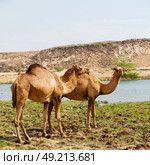 in oman empty quarter of desert a free dromedary    near the  sea. Стоковое фото, агентство Ingram Publishing / Фотобанк Лори