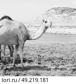 in oman empty quarter of desert a free dromedary    near the  sea. Стоковое фото, агентство Ingram Publishing / Фотобанк Лори