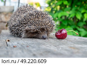 Еж на деревянной лавке с ягодой черешни. Стоковое фото, фотограф Лариса Веселова / Фотобанк Лори