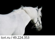 portrait of Lipizzaner horse at black background. Стоковое фото, агентство Ingram Publishing / Фотобанк Лори