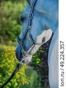 portrait of Lipizzaner horse. close up. Стоковое фото, агентство Ingram Publishing / Фотобанк Лори