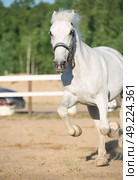  running Lipizzaner horse in paddock. Стоковое фото, агентство Ingram Publishing / Фотобанк Лори