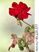 Red geranium flower blooms macro on green background. Red geraniums in a summer garden. Стоковое фото, агентство Ingram Publishing / Фотобанк Лори