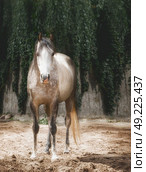 Beautiful gray horse in sand paddock. Стоковое фото, агентство Ingram Publishing / Фотобанк Лори