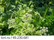 Окультуренная многолетняя трава, сныть пестролистная (Аegopodium podagraria Variegata) применяется в ландшафтном дизайне сада. Стоковое фото, фотограф Андрей Цыганков / Фотобанк Лори