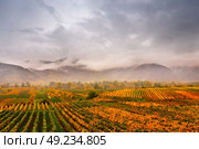 Panorama of Wachau valley. Colorful autumn in vine yards, Austria. Hills of Lower Austria. Стоковое фото, агентство Ingram Publishing / Фотобанк Лори