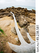 blur  in south africa    branch dead  tree coastline of st lucia and winter season. Стоковое фото, агентство Ingram Publishing / Фотобанк Лори