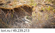 blur in south africa kruger natural park wild leopard resting after hounting. Стоковое фото, агентство Ingram Publishing / Фотобанк Лори
