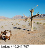 chair in iran blur old dead tree in the empty desert of persia lamp oil on branch. Стоковое фото, агентство Ingram Publishing / Фотобанк Лори