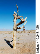 in iran blur old dead tree in the empty desert of persia lamp oil on branch. Стоковое фото, агентство Ingram Publishing / Фотобанк Лори