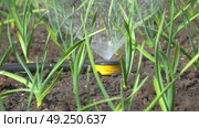 Sprinkler watering of young garlic seedlings in a garden bed. Camera panning. Стоковое видео, видеограф Александр Прошкин / Фотобанк Лори