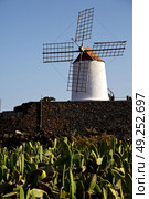 cactus windmills in  isle of lanzarote africa spain   and the sky . Стоковое фото, агентство Ingram Publishing / Фотобанк Лори