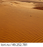 old fossil in  the desert of morocco sahara and rock  stone    sky. Стоковое фото, агентство Ingram Publishing / Фотобанк Лори