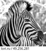 blur in south africa   mlilwane wildlife  nature  reserve and wild zebra. Стоковое фото, агентство Ingram Publishing / Фотобанк Лори