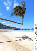  in  kho tao thailand bay asia isle   beach    rocks pirogue palm and south china sea . Стоковое фото, агентство Ingram Publishing / Фотобанк Лори