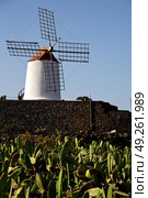 cactus windmills in  isle of lanzarote africa spain   and the sky . Стоковое фото, агентство Ingram Publishing / Фотобанк Лори