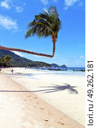  in  kho tao thailand bay asia isle   beach    rocks pirogue palm and south china sea . Стоковое фото, агентство Ingram Publishing / Фотобанк Лори
