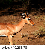 in kruger parck south africa wild impala in the winter bush. Стоковое фото, агентство Ingram Publishing / Фотобанк Лори