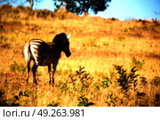 blur in south africa   mlilwane wildlife  nature  reserve and wild zebra. Стоковое фото, агентство Ingram Publishing / Фотобанк Лори