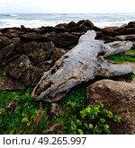 blur  in south africa    branch dead  tree coastline of st lucia and winter season. Стоковое фото, агентство Ingram Publishing / Фотобанк Лори