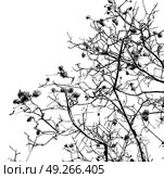 in south africa close up of erythrina lysistemon flower plant and clear sky. Стоковое фото, агентство Ingram Publishing / Фотобанк Лори