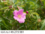 Шиповник майский (Rosa majalis) Стоковое фото, фотограф Ирина Яровая / Фотобанк Лори