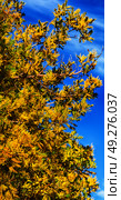 in south africa  wildlife  mimosa  plant and tree in the national park. Стоковое фото, агентство Ingram Publishing / Фотобанк Лори