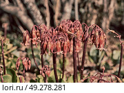 blur in south africa close up of the    red orange cactus flower and garden. Стоковое фото, агентство Ingram Publishing / Фотобанк Лори