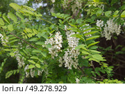 Робиния ложноакациевая (лат. Robinia pseudoacacia) цветет летним днем. Стоковое фото, фотограф Елена Коромыслова / Фотобанк Лори