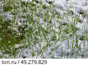 Grass under snow. Стоковое фото, фотограф Andrew_Swarga / Фотобанк Лори