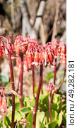 blur in south africa close up of the    red orange cactus flower and garden. Стоковое фото, агентство Ingram Publishing / Фотобанк Лори