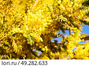 in south africa  wildlife  mimosa  plant and tree in the national park. Стоковое фото, агентство Ingram Publishing / Фотобанк Лори