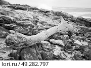 blur  in south africa    branch dead  tree coastline of st lucia and winter season. Стоковое фото, агентство Ingram Publishing / Фотобанк Лори