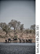 blur in south africa    kruger  wildlife  nature  reserve and  wild elephant. Стоковое фото, агентство Ingram Publishing / Фотобанк Лори