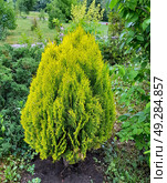 Плосковеточник восточный (туя восточная), сорт Aurea Nana  (Platycladus orientalis (L.) Franco). Городской сквер. Стоковое фото, фотограф Ирина Борсученко / Фотобанк Лори